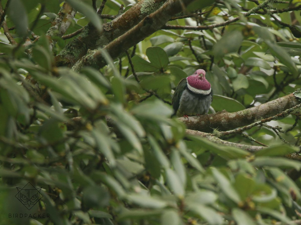 birdpacker's tweet photo. Indonesia Endemic!
.

Pink-headed Fruit-dove (Ptilinopus porphyreus), montane forest dweller who love figs and small berries.

#birdpacker #birdwatching #dove #pigeon #pinkheadedfruitdove #fruitdove #birdingjava #birdingindonesia #birdingtours  #your_best_birds #birdsphotography https://t.co/k8T6F21ZRS