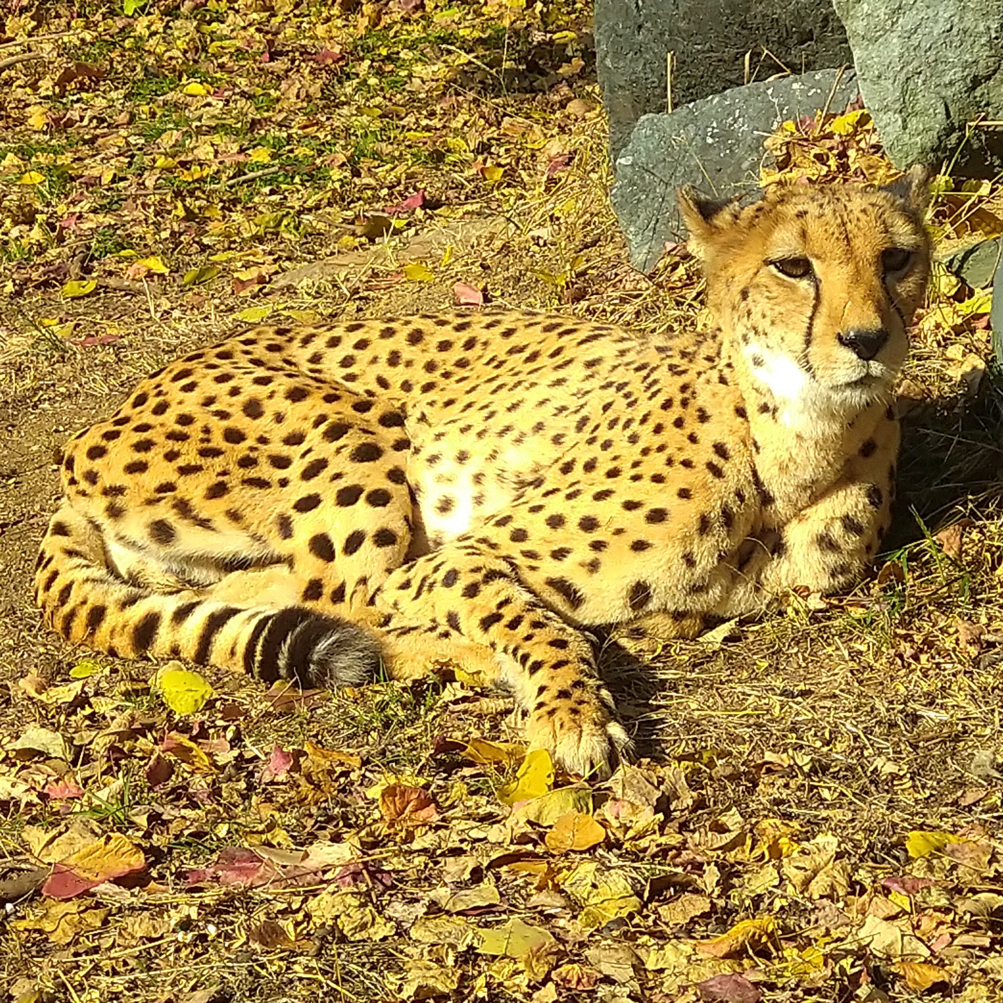 動物マニアのryu郎 今日は世界チーターの日ですね 言わずと知れた世界最速の動物であるチーター これまではサファリパークで多く飼われていましたが 最近では動物園でもチーターを飼育する園が増えてきました 未だに謎が多く繁殖も難しいチーター