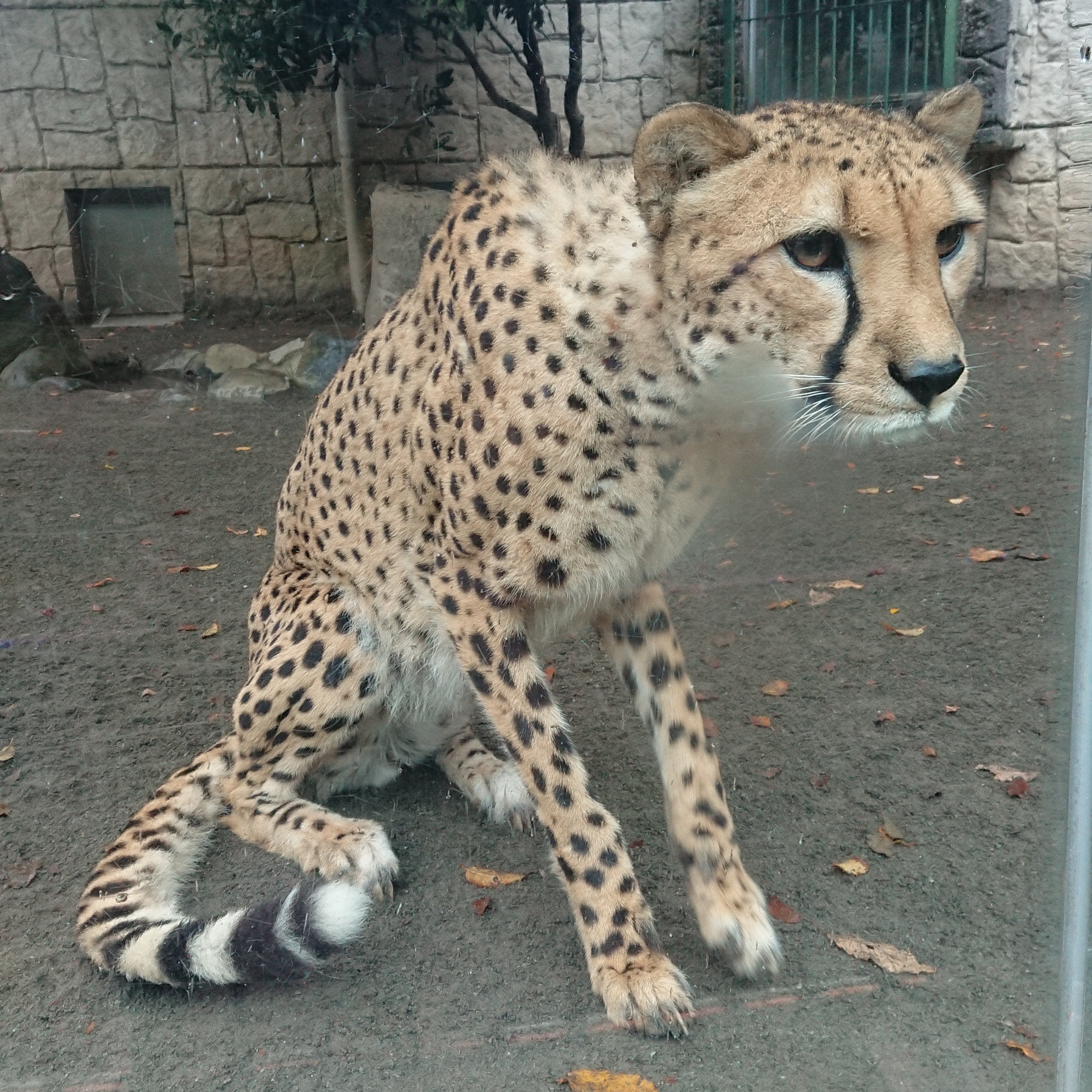 動物マニアのryu郎 今日は世界チーターの日ですね 言わずと知れた世界最速の動物であるチーター これまではサファリパークで多く飼われていましたが 最近では動物園でもチーターを飼育する園が増えてきました 未だに謎が多く繁殖も難しいチーター