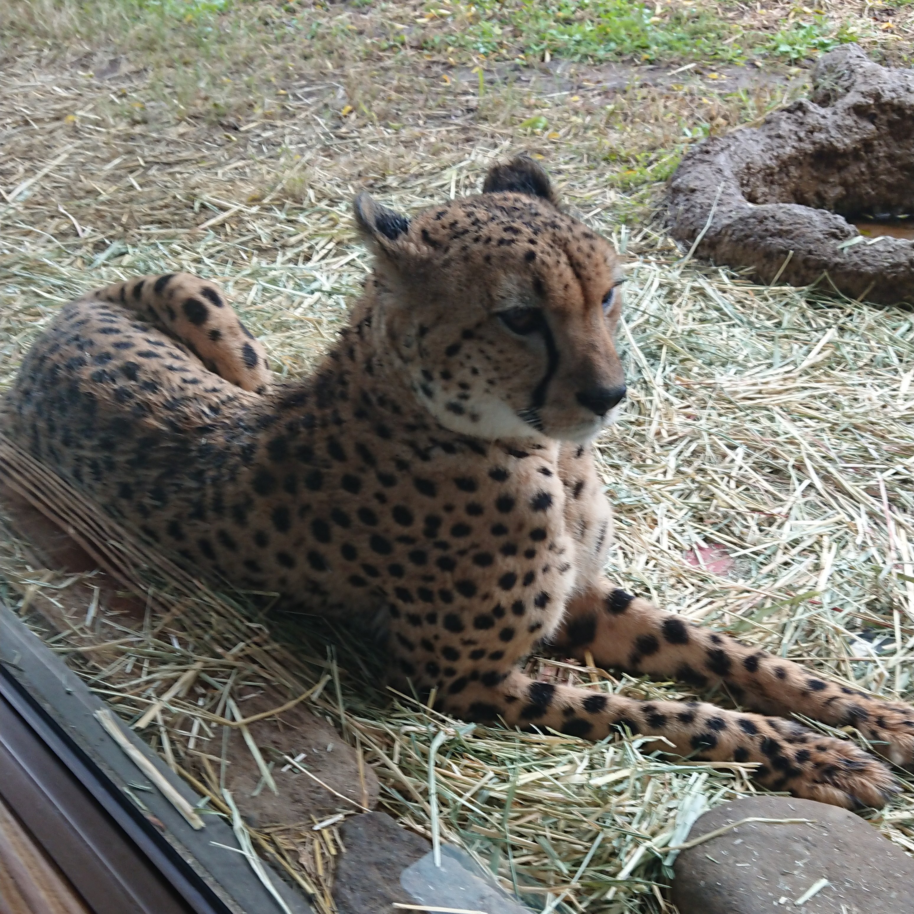 動物マニアのryu郎 今日は世界チーターの日ですね 言わずと知れた世界最速の動物であるチーター これまではサファリパークで多く飼われていましたが 最近では動物園でもチーターを飼育する園が増えてきました 未だに謎が多く繁殖も難しいチーター