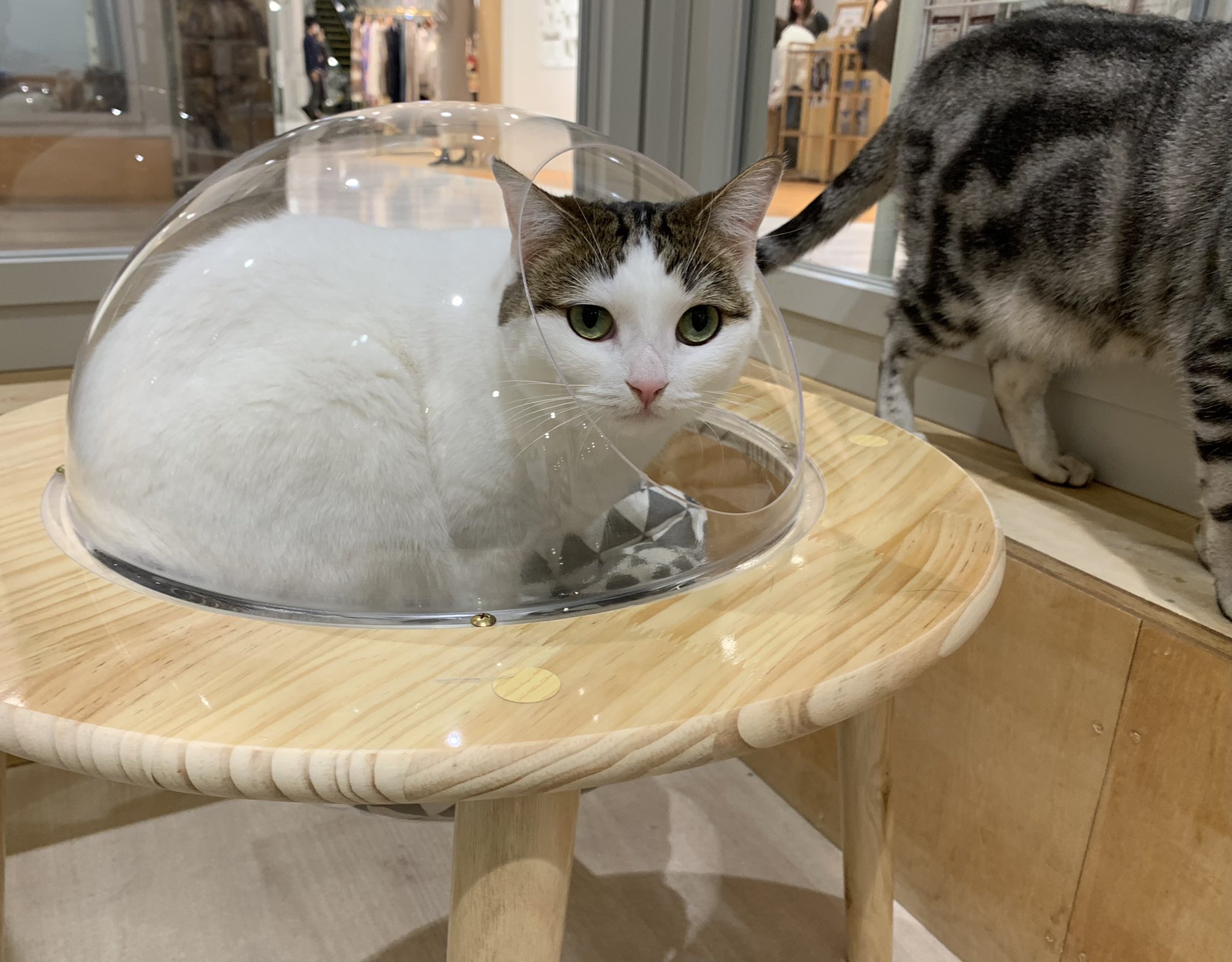 Moff Animal Cafe 高崎店 Moff Takasaki Twitter