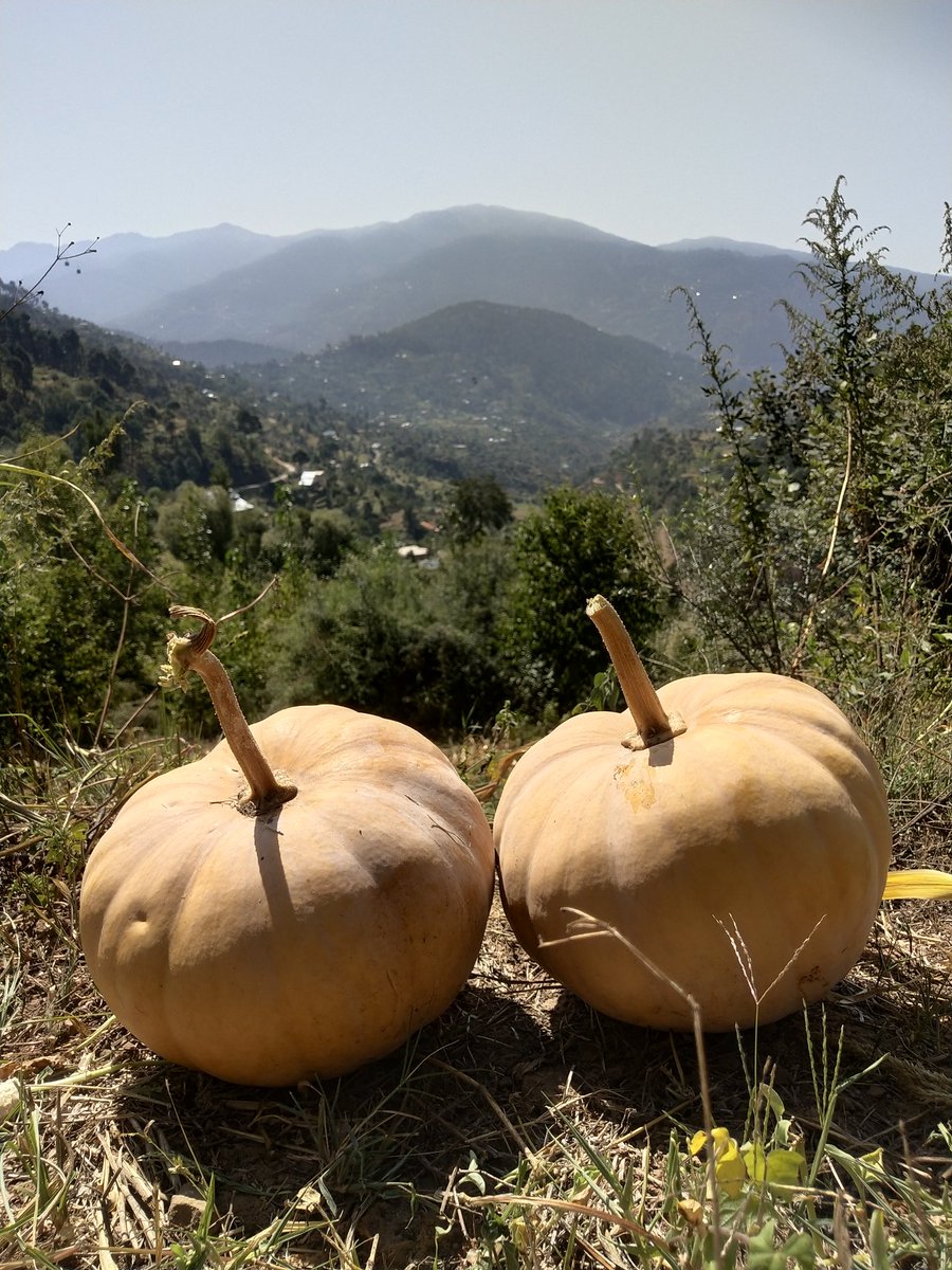 pogalizuban's tweet photo. What do you call them in your language?
#Pogali (#poguli) #Culture & #food.
#pogali_zuban_hmari_pachan
#پوگلی_زبان_ہماری_پہچان
We say #Alla #الّہ in #pogali
#Pahari_culture @Paharis_DRK @MSRpogali @project_pahari @RBtour_travels https://t.co/5dIDt3AeRv