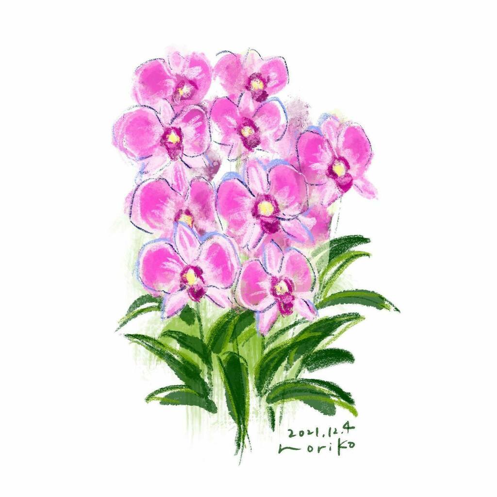 のりこ デンファレ デンファレ Denphal ラン 蘭 Orchid 花 Flowers Akane Art イラスト イラストグラム Illustration 2114 Drawing Art Painting Procreate 一日一絵 1日1絵 Onesktchaday Onedrawingaday 365drawings