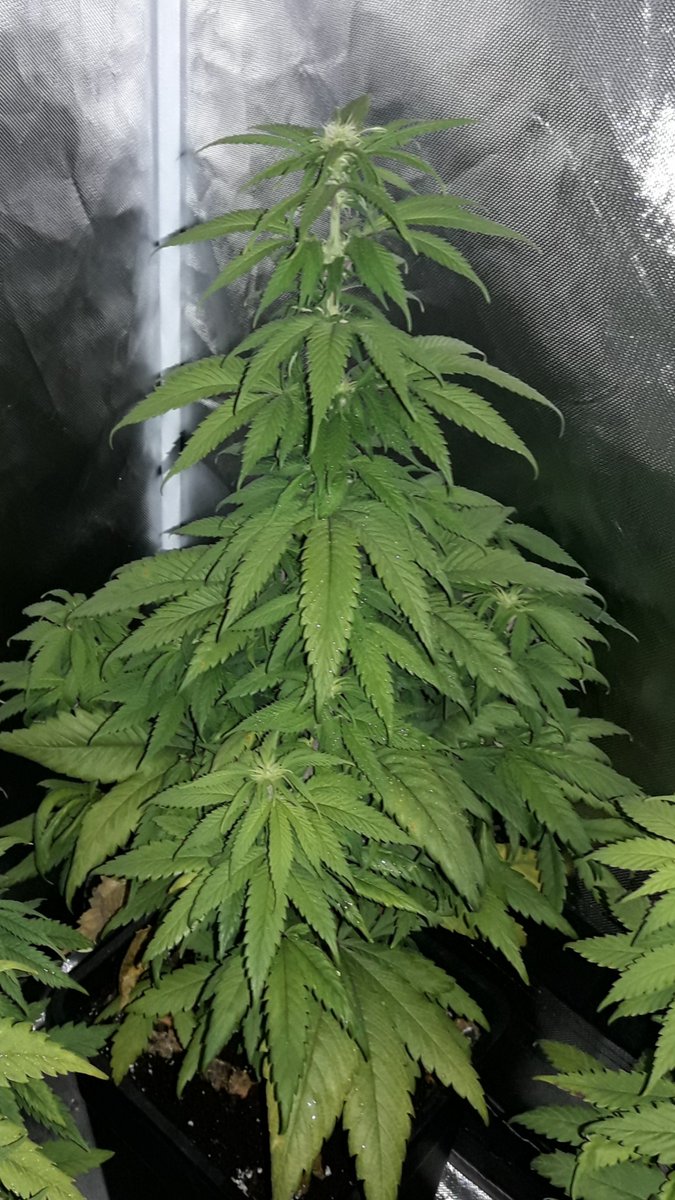 AdrycManellson's tweet photo. Weed Día Verde Mundo,
Frío y Gris en #AdrycsCove, #ThePureLed480Pro @ThePureFactory_ by @DPlantasur se apagó, mis #Makaha y #SnowRipper @GreenbudSeeds #SailingTheGreenSea en #Conserva con #KritikalK @Kannabia_Samen, fueron a dormir.
Y mi Hada, la #Crew y yo Deseamos Feliz...🧚♂️😎 https://t.co/230qxeddp0
