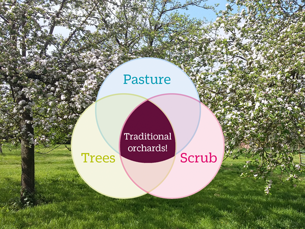 PTES's tweet photo. As man made and man-managed habitats it might seem odd that #traditionalorchards, #hedgerows and #woodpasture are amongst our richest habitats for #wildlife. 

The secret to their success? The magic combination of open grown trees, scrub and pasture!   

#NationalTreeWeek https://t.co/nJmGJaUphO