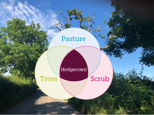 PTES's tweet photo. As man made and man-managed habitats it might seem odd that #traditionalorchards, #hedgerows and #woodpasture are amongst our richest habitats for #wildlife. 

The secret to their success? The magic combination of open grown trees, scrub and pasture!   

#NationalTreeWeek https://t.co/nJmGJaUphO