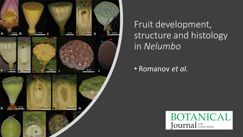 BotJLinnSoc's tweet photo. #Fruit #development, structure and #histology in #Nelumbo (#Nelumbonaceae: #Proteales)
Romanov et al. #Fruits #Anatomy #Ontogenesis https://t.co/4KRr4N8KvN https://t.co/u6fDEajFYt