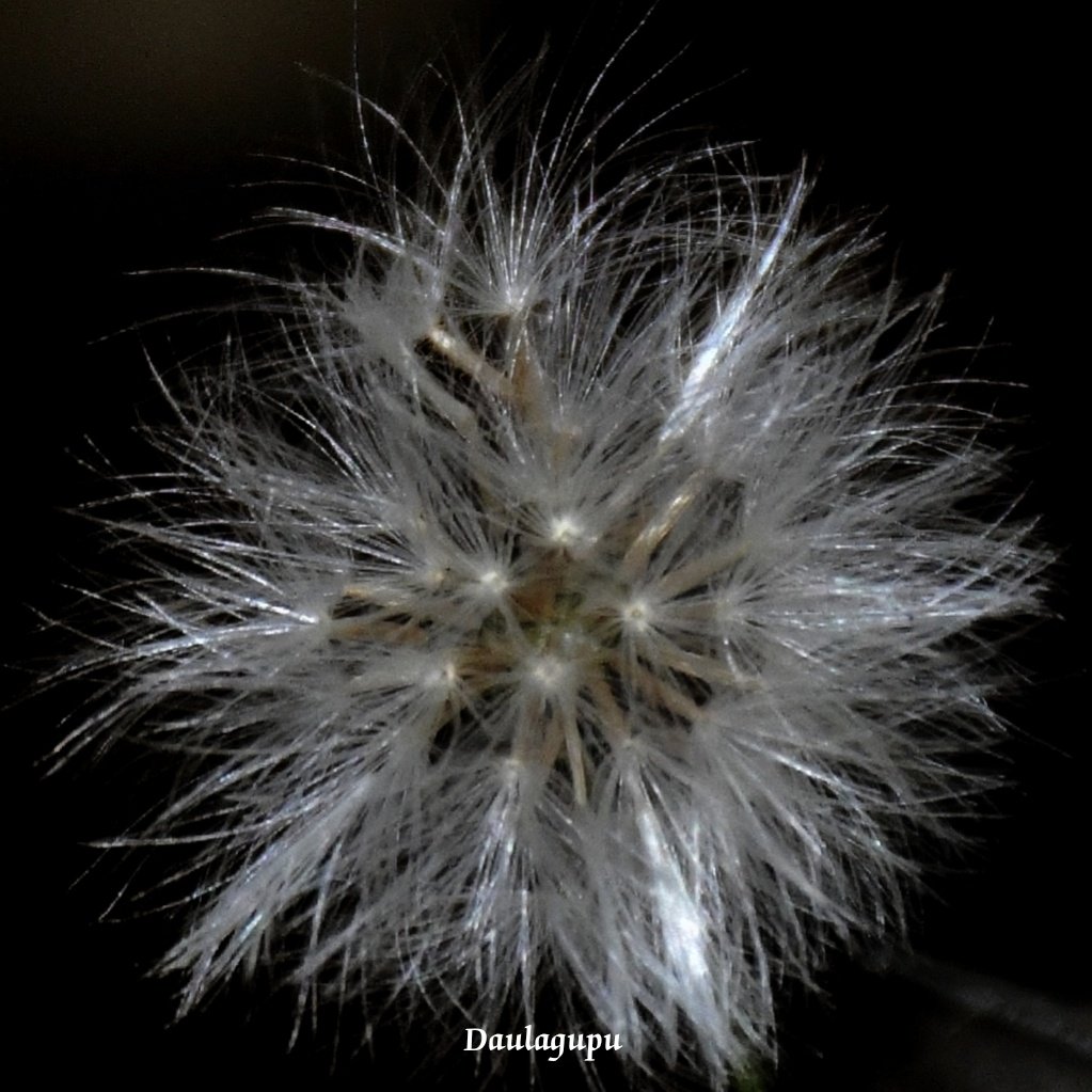 Dry dandelion. Shot indoor.