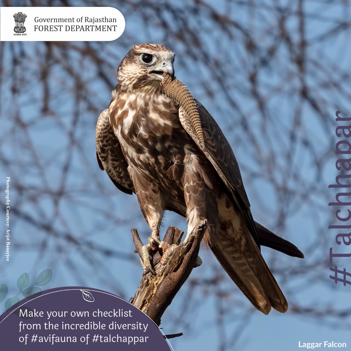 ForestRajasthan's tweet photo. Make your own checklist from the incredible diversity of #avifauna of #talchappar.
#Rajasthan #RajasthanGovernment
#Environment #nature #biodiversity #Forest #GOR #Churu #Rajasthan #Birds #Birdsanctuary #Migratorybirds #Blackbug #visit #Goldenland #Ecosystem #imperialeagle https://t.co/cFRx3RVxiY
