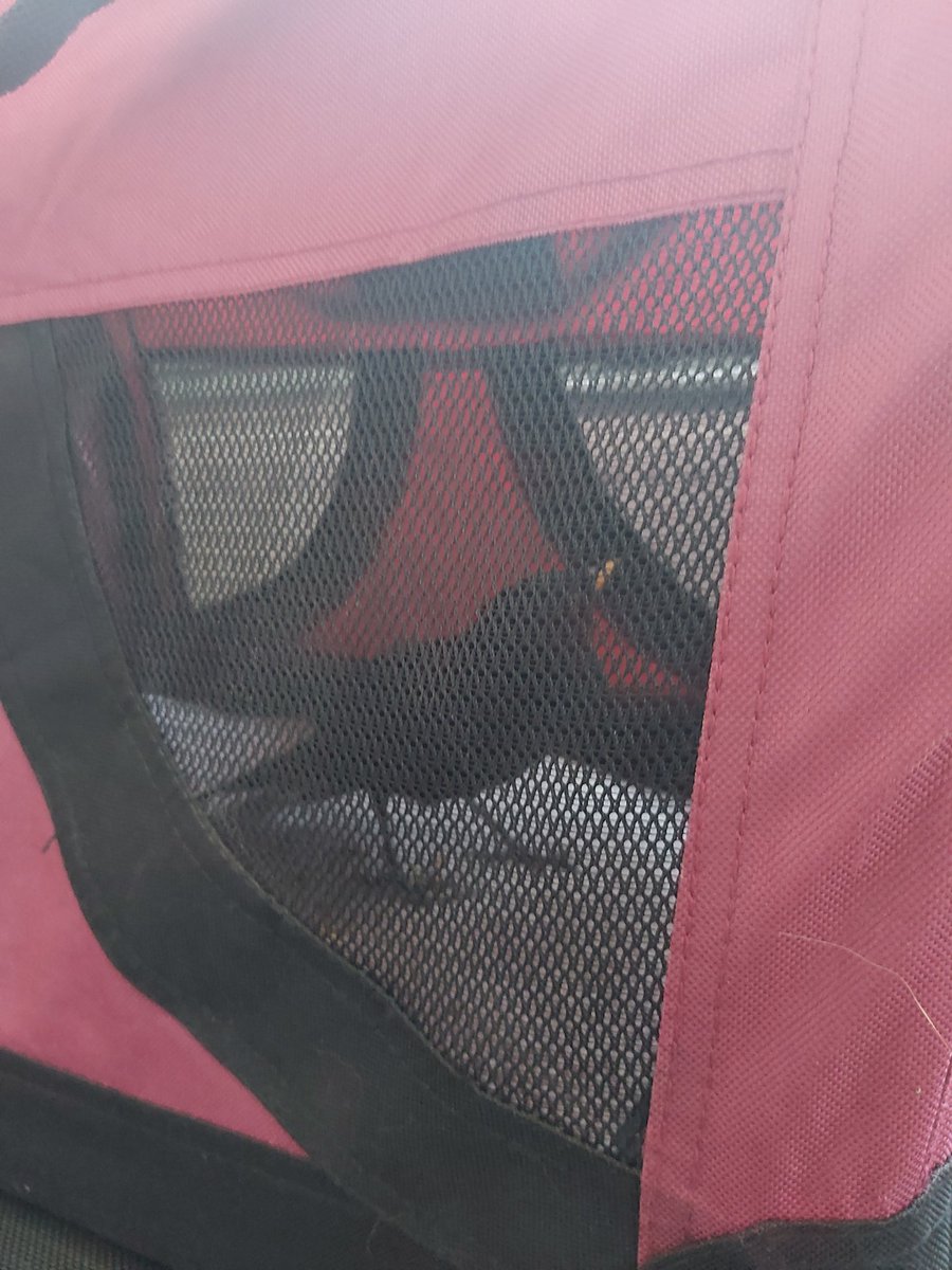 LisaRea53513150's tweet photo. @MillfieldPS Immensely proud of Dan for saving this little blackbird after school yesterday. Poor thing had been kicked by some teenagers and was injured and shocked. After a night of heat, food and water he is much livelier and off to a rescue centre for medical care and rehab. https://t.co/qpB50SwUZW