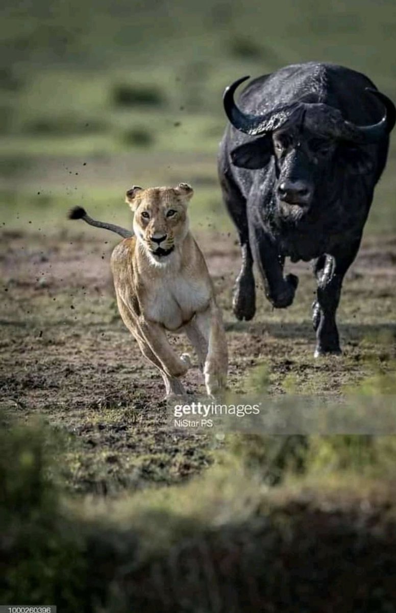 honkabogo's tweet photo. Mambo ni hivio kwa hivi sasa. @Hatubebwingi https://t.co/gclzi2hEBl