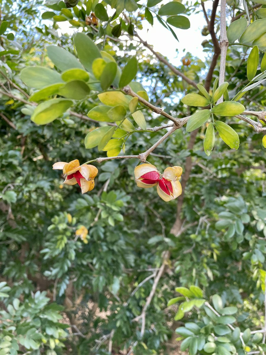 andrewkearns64's tweet photo. Guaiacum sanctum fruiting in the @josemartimast #nativearboretum! I may have collected just a few for a future germination study with my #botany and #APStatistics students! ππΏ#mast2122 @FairchildGarden @JennPossley @DadeFNPS @fl_native_plant @flawildflowers @STEAMDesignated https://t.co/P8WrNfCzKv