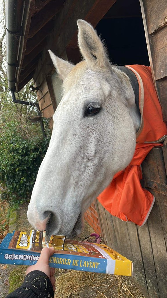 KallieMare's tweet photo. Christmas advent calendar ๐๐
๐ผ๐ฆ #studmuffins #mareinfoal #britishbreeding #AdventCalendar #Christmas2021 #129daysinfoal #studmuffinsadventcalendar #horseadventcalendar #horse #breedingashowjumper https://t.co/5ZjSr4nPWw