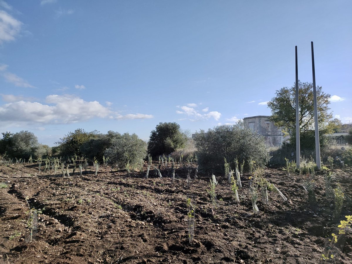 FASTWEB's tweet photo. “Ogni albero nel suo ciclo di vita assorbe circa 700 kg di C02. È di tutta evidenza la portata di questo intervento di forestazione urbana, [...] il cui beneficio ricadrà sull'intero territorio cittadino” Pietro Petruzzelli - assessore all’Ambiente
#befastweb #mosaicoverde https://t.co/Gy780T9RYZ