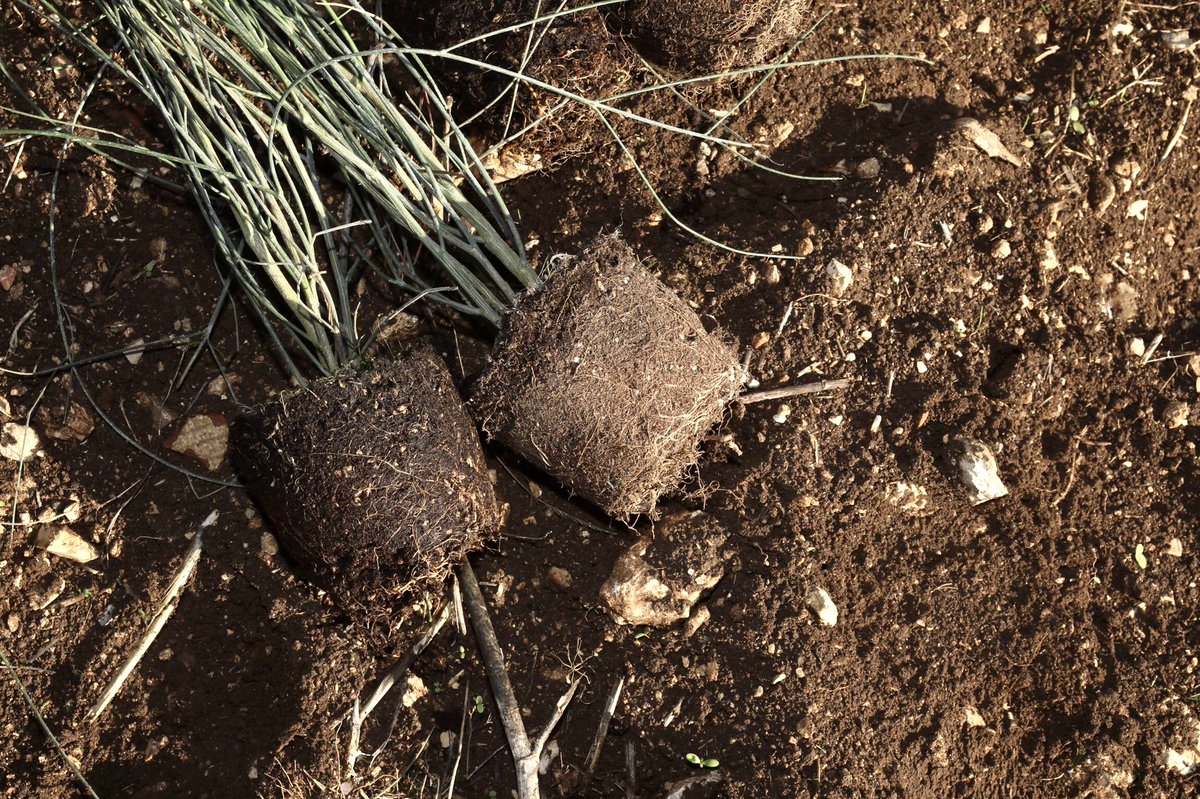 FASTWEB's tweet photo. “Ogni albero nel suo ciclo di vita assorbe circa 700 kg di C02. È di tutta evidenza la portata di questo intervento di forestazione urbana, [...] il cui beneficio ricadrà sull'intero territorio cittadino” Pietro Petruzzelli - assessore all’Ambiente
#befastweb #mosaicoverde https://t.co/Gy780T9RYZ
