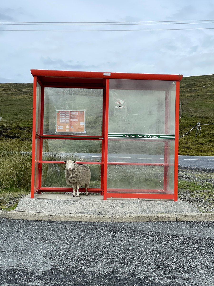 IslandsPass's tweet photo. Something for the weekend:
You never know who EWE might meet in an #island bus stop.

#ScottishIslandsPassport #AskAnIslander #IslandLife #IslandVibes #ScottishIsland #OnlyinScotland #Livelikealocal #Sheepofthegram #Shetland #Yell #slowtravel #shetlandtruenorth #sustainebletravel https://t.co/WTgzczZwUK