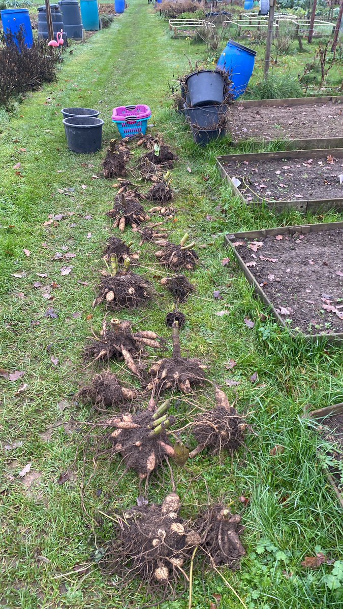 Dahlia’s geoogst… volgend jaar 2-3x meer dan dit jaar 😃