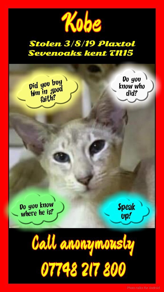 FindFlossie's tweet photo. FindFlossie’s #AdventCalendar2021 Dec 4 ❤️ Kobe ❤️ Lilac male #Siamese #cat #stolen from Sevenoaks #HelpFindKobe
Our #Christmas2021 wish ✨Bring them all home safe✨ @FindKobe #TogetherWeAreStronger #FlossieComeHome @FindFlossie https://t.co/fMe0Shnu3c