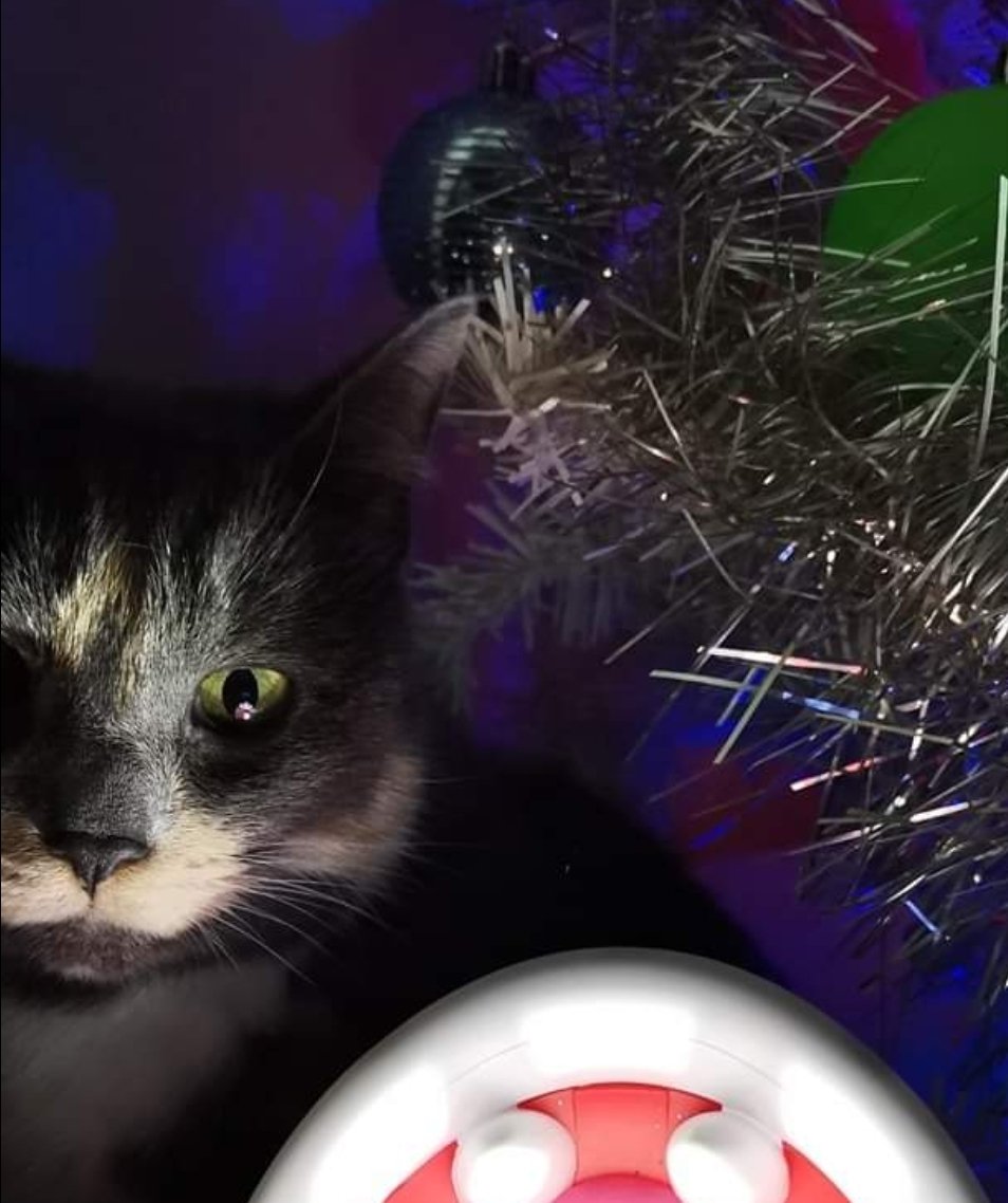 IdiPotatoes's tweet photo. Idi moi avoir besoin aide vous pour motiver famille moi à faire sapin de Noël. Si moi avoir au moins 250 RT, moi avoir sapin. Toi m'aider alors ? #UnSapinPourIdi https://t.co/u81e1EYSQe