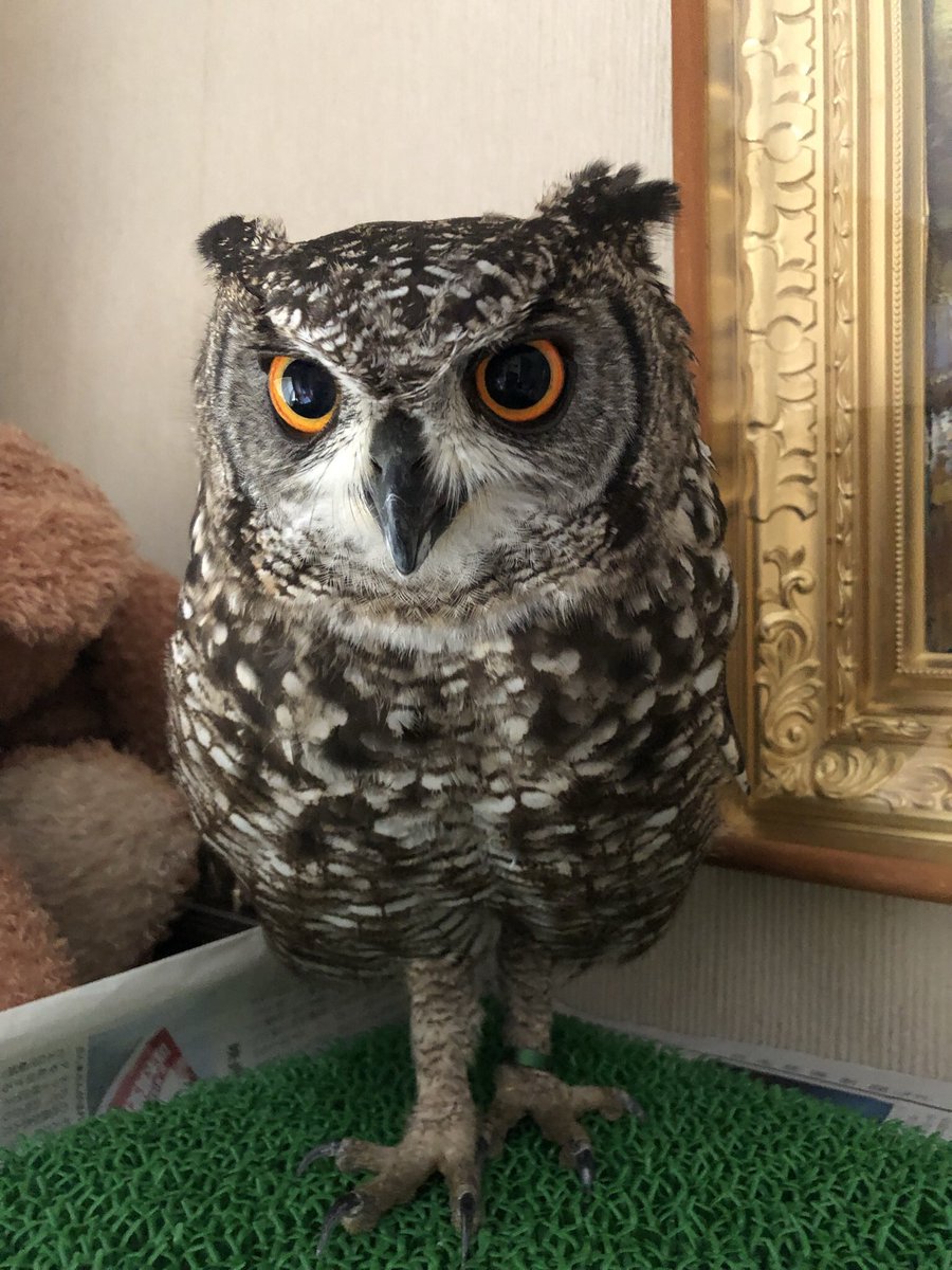 わとそん(鳥垢) tweet media