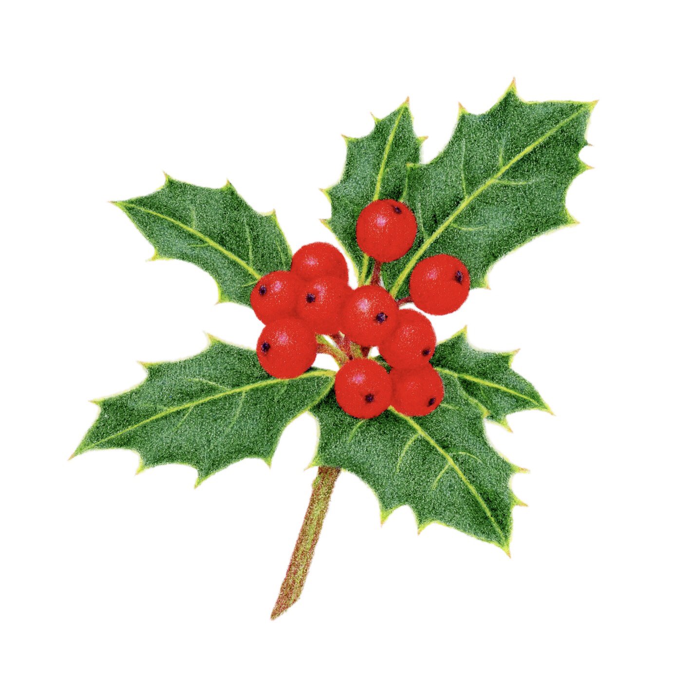 せいのちさと クリスマスホーリー 西洋柊 Christmas Holly Adventcalendar Christmas21 T Co Ynk9op3prr Twitter