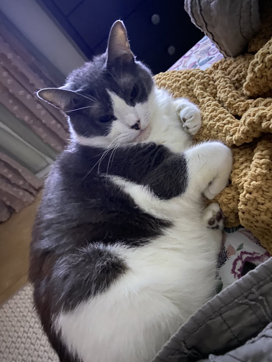 LunaZol_'s tweet photo. @acnh_yanna @NeverlandTI I have the best cat ever &amp; her name is Pepper🥺💖 https://t.co/V2ORXhoxkB