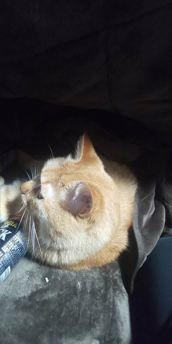 こたつのtwitterイラスト検索結果