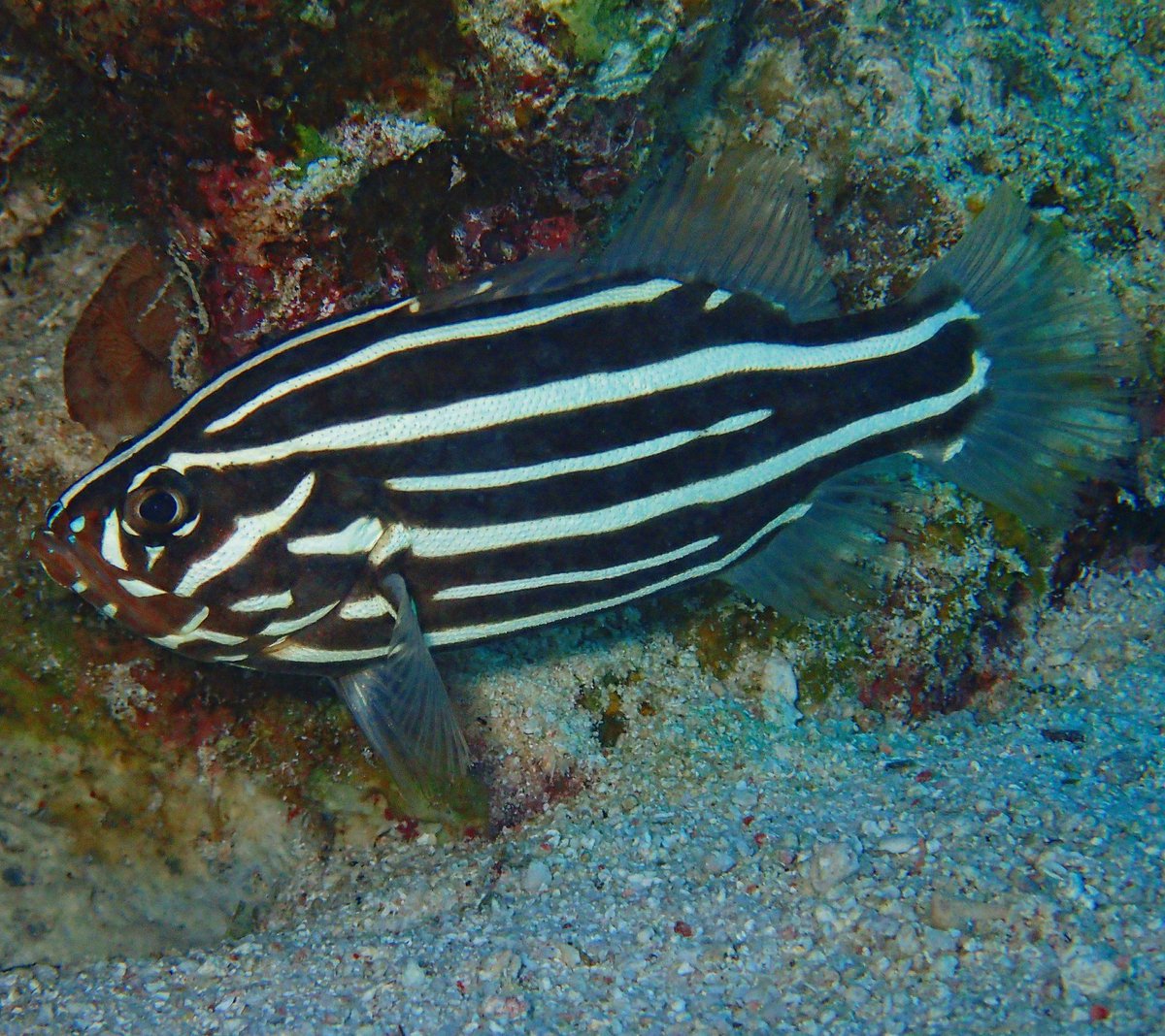 Capn_Collin's tweet photo. Ever heard of a #Soapfish? These small memebers of the grouper family are named for the toxic muscus they create when stressed. This makes them a difficult speceis for aquaria because they can kill other fish in tanks with them 😳 https://t.co/GuUEt74ceg