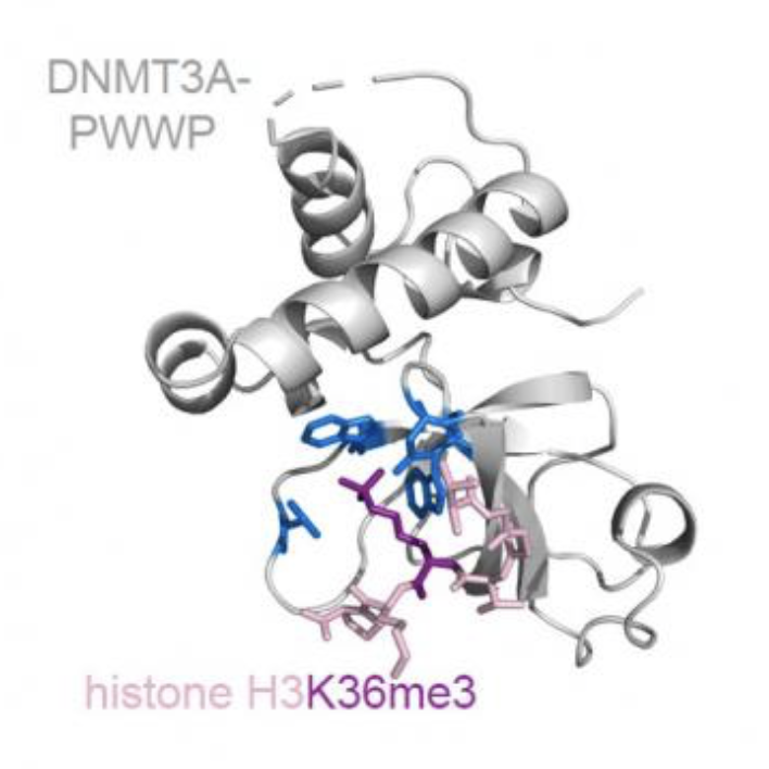 wendy_bickmore's tweet photo. Exciting postdoc opportunity to work with Andrew Jackson @mrc_hgu on the interplay between DNA methylation and polycomb in determining mammalian size.https://t.co/cuIdUTlxsg https://t.co/DhGRtJ3c5r