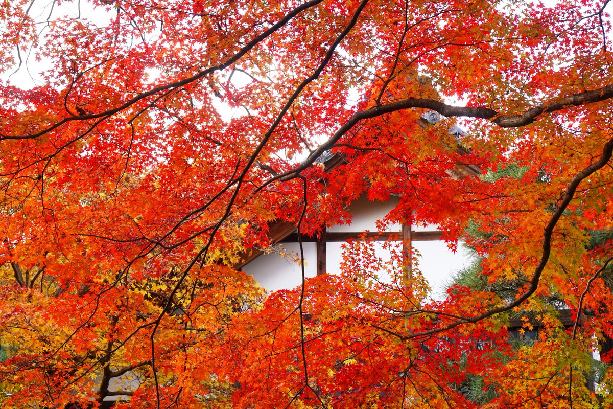 yt_innocent's tweet photo. 常寂光寺の紅葉 🍁 Autumn Colors in Jojakko-ji
.
#常寂光寺 #Jojakkoji #Jojakkojitemple #紅葉 #黄葉 #AutumnColor #AutumnColors #FallColor #FallColors #AutumnLeaves #FallLeaves #LeavesChanging #LeavesFalling #AutumnLeafColor #AutumnLeafColors #京都 #Kyoto https://t.co/x0iZ7lRYUG