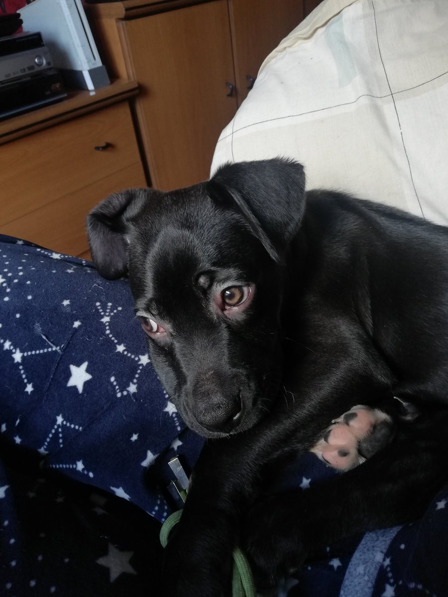 RaquelBernad's tweet photo. Hola, me llamo Lucky soy un cachorro de 3 meses cruce de Pitbull. Todos mis hermanitos han sido adoptados ya y solo quedo yo, no hay nadie interesado en mi 😭💔 si quieres que forme parte de tu hogar envía un correo a  adalazaragoza@gmail.com preguntando por mi. Difundir ayuda 🙏 https://t.co/HM39qBzuKZ