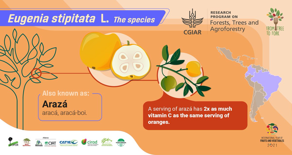 GlobalLF's tweet photo. #FromTreeToFork 🌳 ➡️ 🍽️ Azará is a good species for landscape restoration because it adapts well to acidic-Amazonian soils with low phosphorus levels.
Learn more👉 https://t.co/02FRC31cBq
#IYFV2021 #ThinkLandscape https://t.co/d9hinO3k0L