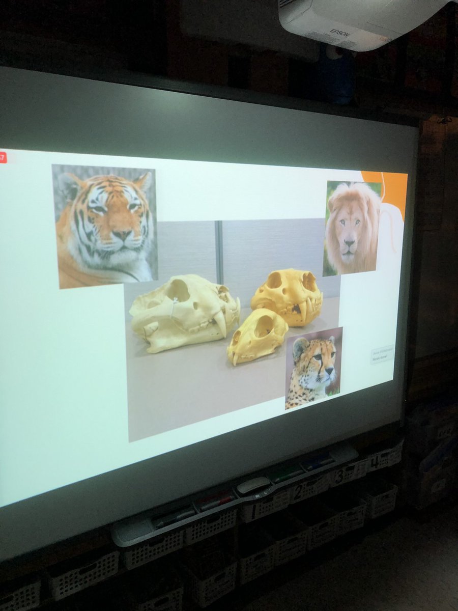 teach_msK's tweet photo. Today we enjoyed a little time with @ebtsoyp and @thetorontozoo learning about the adaptations of Cheetahs. We had lots of questions and really Liked hearing Amara purr. #kauffeetime #ebtsoyp #howick #torontozoo #cheetah https://t.co/e5ynbZnYrT