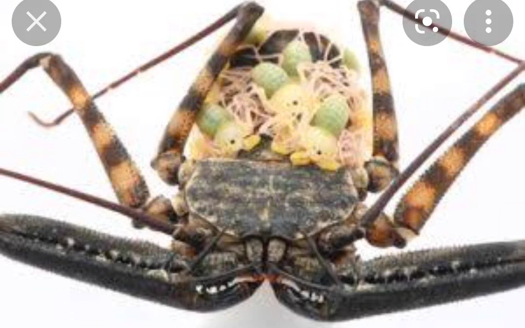 @Z6_user ウデムシみたい。ホンマにごめん。 