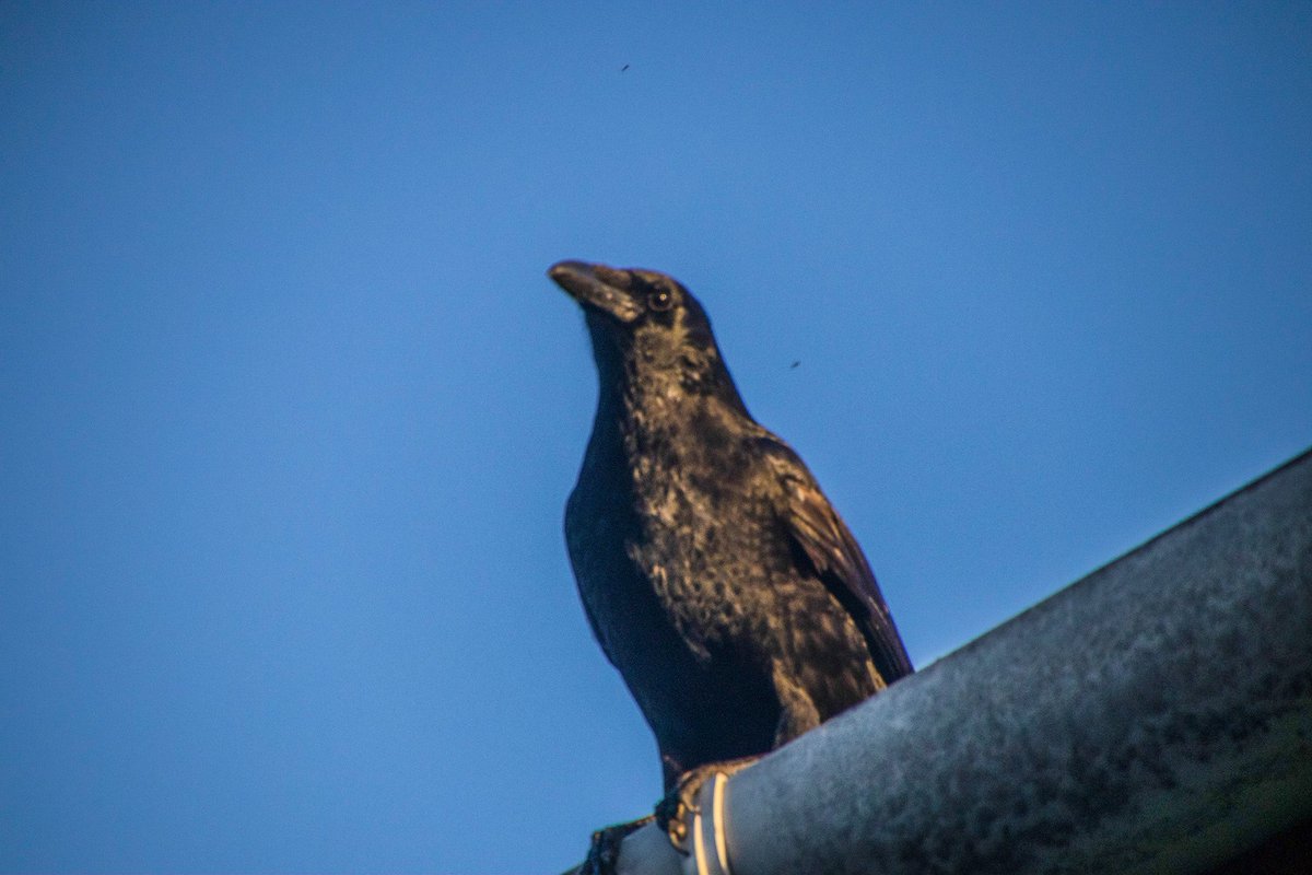 ephemeralisall's tweet photo. A Carrion Crow (Corvus corone) surveys the world below
#bird #birds #birdsOfTwitter #birdPhotography #birdsPhotography #nature #wildlife #naturePhotography #wildlifePhotography #photography #crow #crows #crowsOfTwitter https://t.co/HaOxErhEju