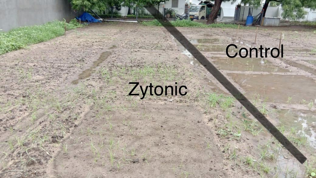 optimasoil's tweet photo. @CasadeLata @javierardilama @ChristianEuska @MinAgricultura @MinAmbienteCo @videoclimet @LeidyRMeteo @juangobotero @Analac_COL Le envío la foto que no encontraba en agroexpo en la que se observa, tras una fuerte lluvia que el suelo con zytonic (izquierda) no encharca. Foto del centro de I+D en India https://t.co/1KwvcFavz8