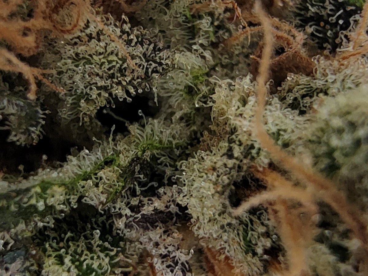 DISTINKT cannabis tweet media