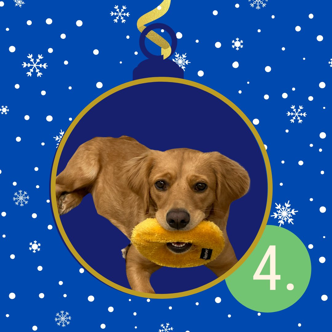 OpDeltaDog's tweet photo. Happy Saturday! Here is day four of our Christmas calendar!
#supportveterans #dogsintraining https://t.co/GEe0sUgpgW