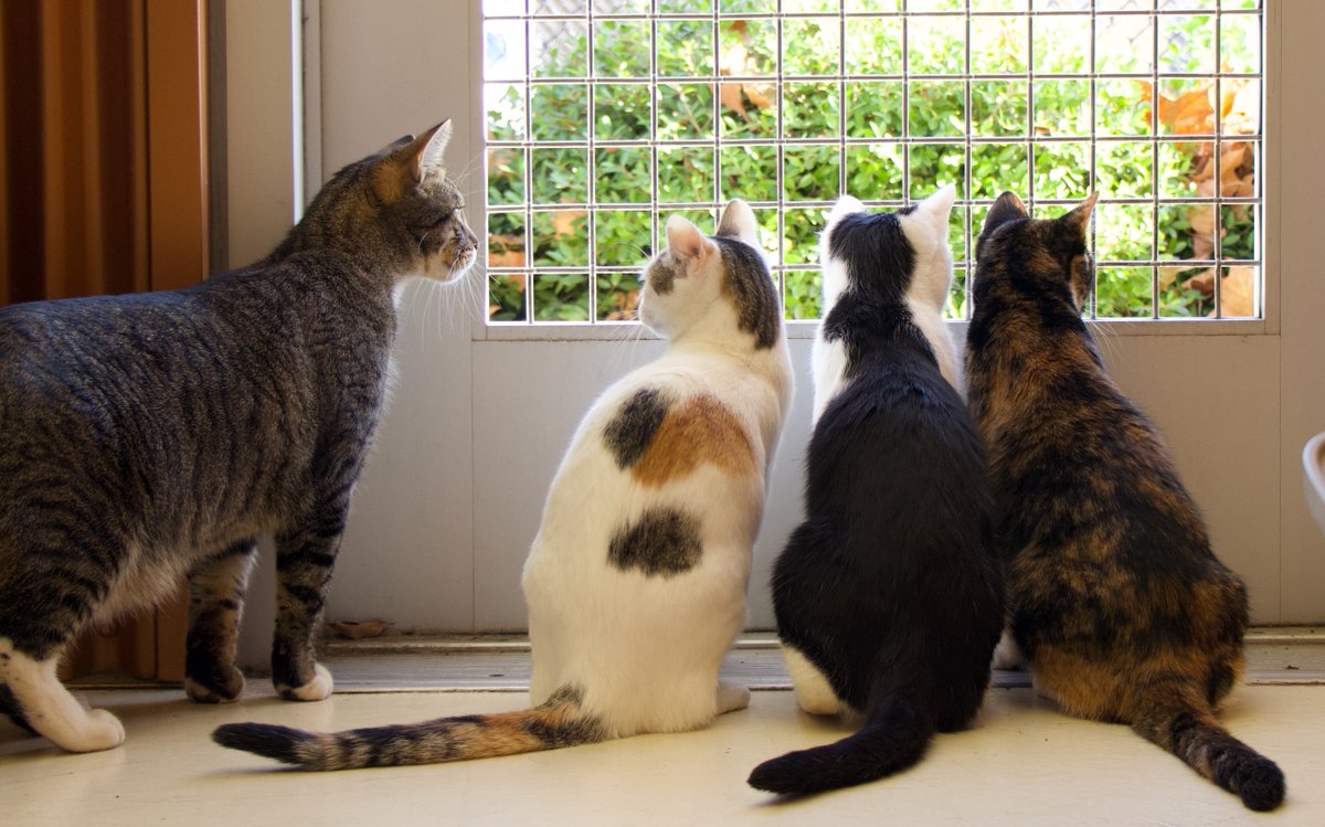 hssv's tweet photo. Caturday featuring us lookin' out the window, wondering if you're on your way to see us 🧐 Don't forget - all adult cats (6+ months) can be adopted for just $20 during Home for the Holidays. Come see us! https://t.co/V0AZu5lllF https://t.co/pHPzWUuIMt