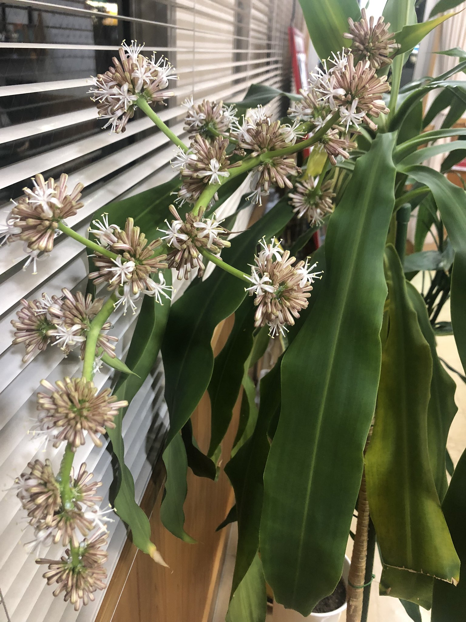 幸福の木の花 Twitter Search Twitter