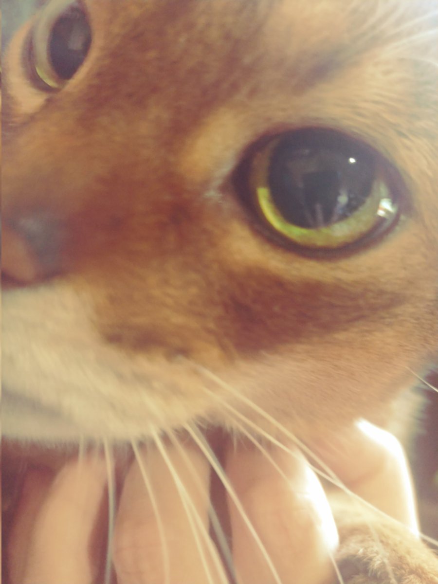 HarukoKanta's tweet photo. 独りでいいや
#アビシニアン　#アビシニアン部 #ねこすたぐらむ #ねこすきさんと繋がりたい #猫好きさんと繋がりたい https://t.co/k6u2XlZIKo