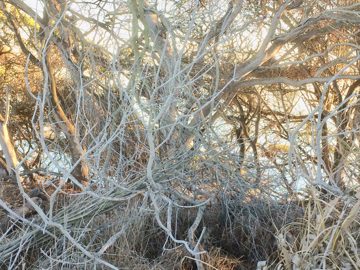 ProjektRecords's tweet photo. >S< #ForrestFang #LongWalks #walks https://t.co/X2rRePysUL