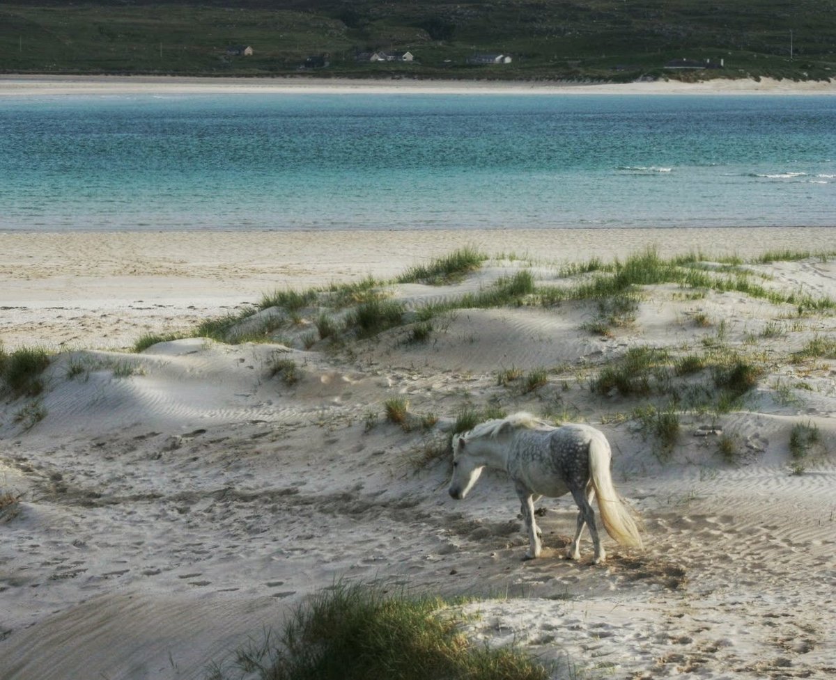 Strathview1's tweet image. Always a treat to see this pony on Luskentyre beach...💙 @VisitScotland @OuterHebs @harrisdistiller #isleofharris #outerhebrides #westernisles #scotland