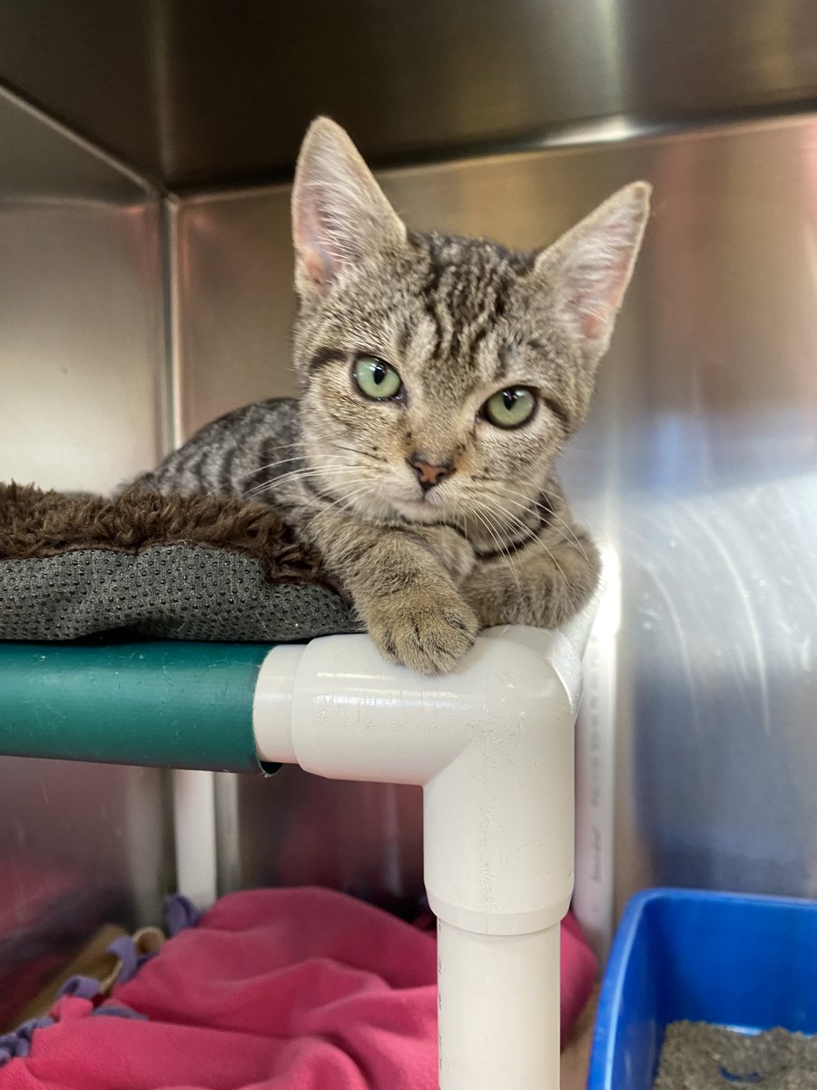 SPCA of Wake County tweet media