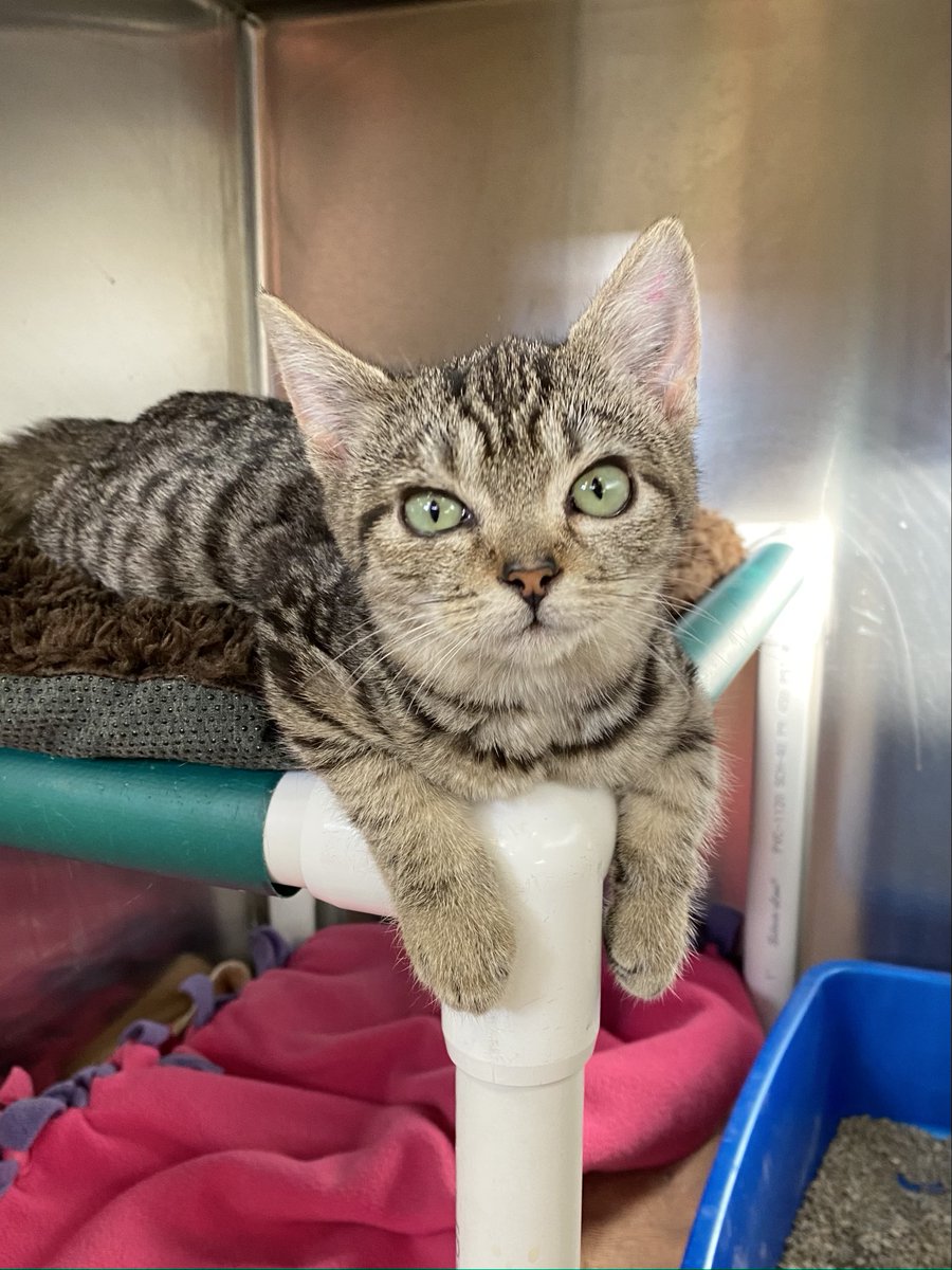 This little guy only LOOKS like he's questioning all of your life choices. In truth, his name is Happy, and he is very supportive and nonjudgmental. He thinks you're doing a great job. RT to help Happy find a family! spcawake.org/cats