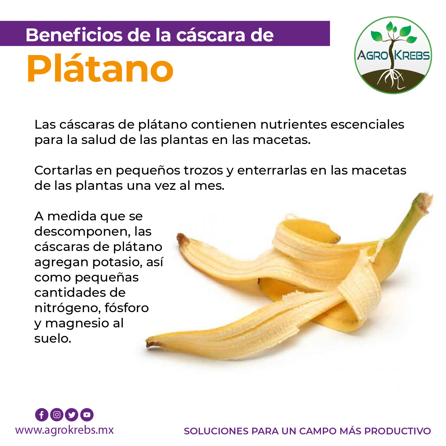 Tectónico Cercanamente Visión Agrokrebs on Twitter: "Beneficios de la cáscara de plátano. Lo pensarás dos veces antes de tirarla. #YoSoyAgrokrebs #LíderesEnNutrición https://t.co/4la3UtopaG" / Twitter Tectónico Cercanamente Visión Agrokrebs on Twitter: "Beneficios de la cáscara de plátano. Lo pensarás dos veces antes de tirarla. #YoSoyAgrokrebs #LíderesEnNutrición https://t.co/4la3UtopaG" / Twitter