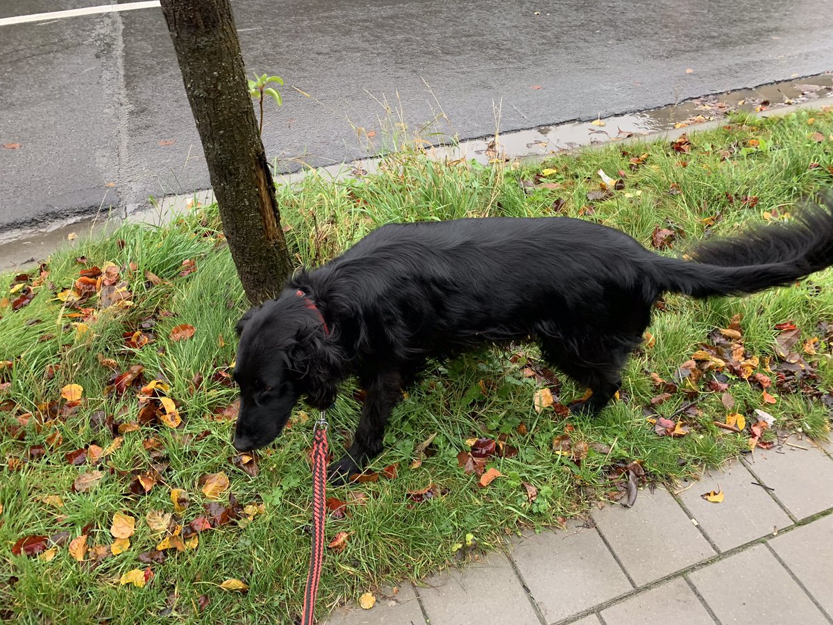 Marc Deloof tweet media