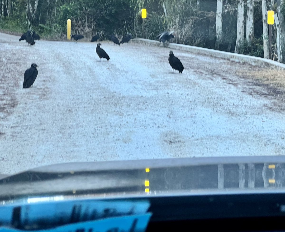 bobbydevito's tweet photo. @Blondetown @AudubonFL @FLStateParks @EvergladesNPS These guys said βpay the tollβ on south Loop Road #everglades #vultures #birdparty #NaturePhotography https://t.co/rduFWUDqUo