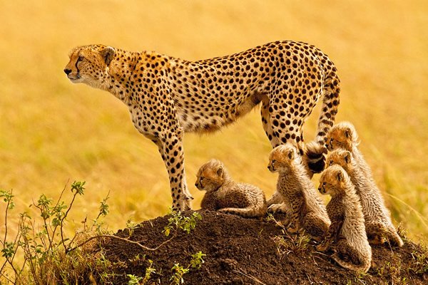 WildlifeDay's tweet photo. It's #InternationalCheetahDay! The world's fastest land animal is racing against extinction. Over the past 100 years, the world has lost more than 90% of #cheetahs. Learn more: https://t.co/A2ivChJfcl

#CheetahDay https://t.co/QY0ExXaINA