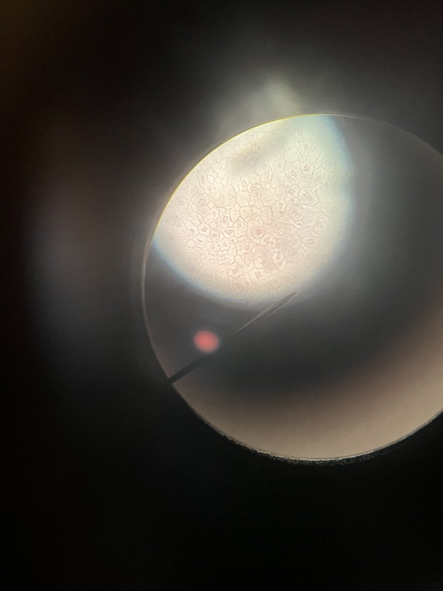 BrittanyEmbry's tweet photo. What better way to end our week in science than investigating cells?! @JonesJetsPride https://t.co/zxLcm679ug